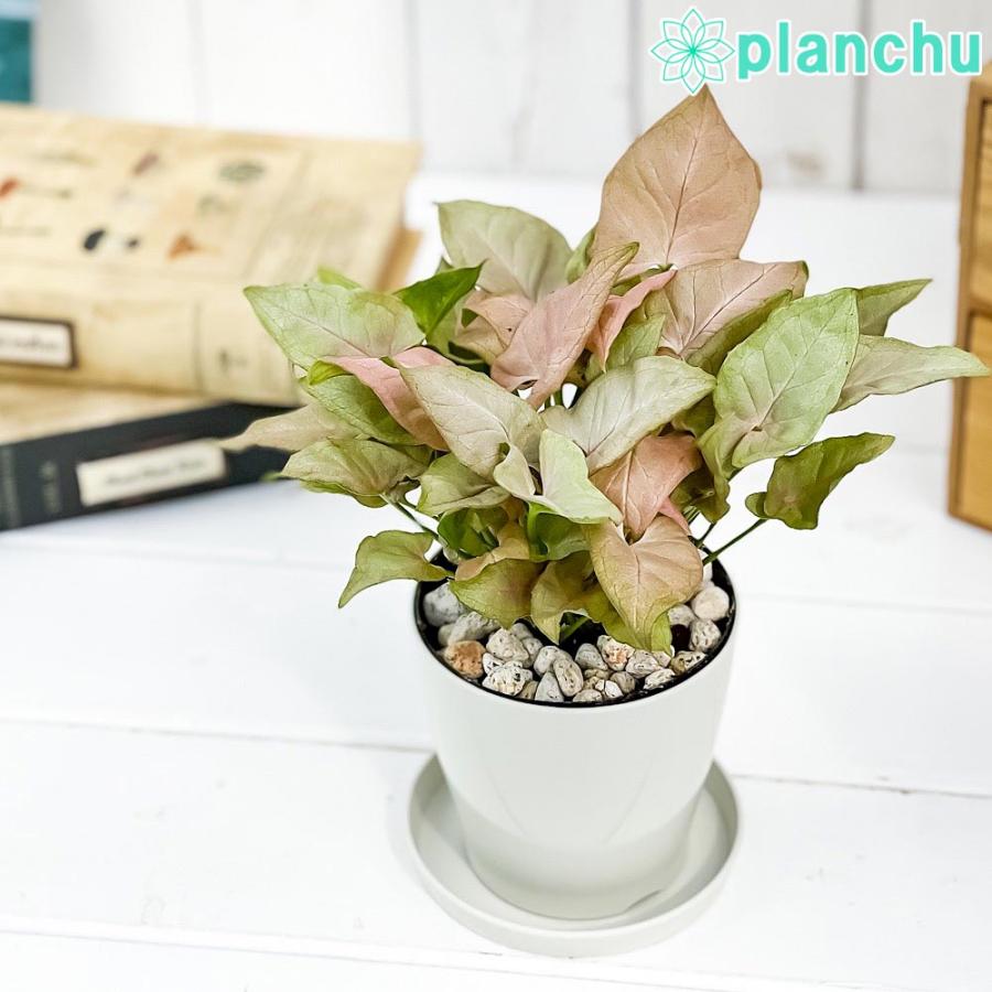 観葉植物 シンゴニウム ミニマ ピンク 3 5号鉢 受け皿付き 育て方説明書付き Syngonium Podophyllum Cv 希少 レア 珍しい 0714 プランチュ Yahoo 店 通販 Yahoo ショッピング