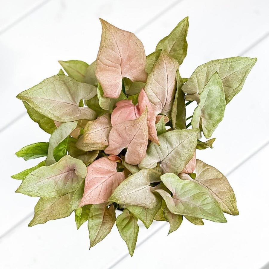 観葉植物 シンゴニウム ミニマ ピンク 3 5号鉢 受け皿付き 育て方説明書付き Syngonium Podophyllum Cv 希少 レア 珍しい 0714 プランチュ Yahoo 店 通販 Yahoo ショッピング