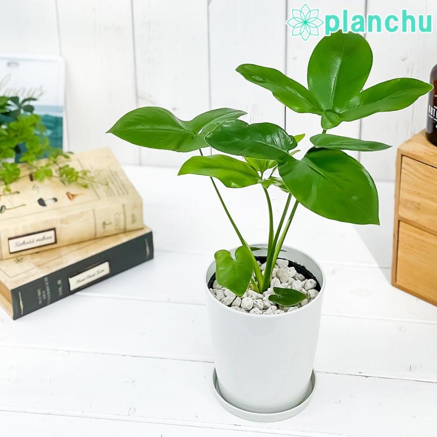 観葉植物 フィロデンドロン ファンバン 4号鉢 受け皿付き 育て方説明書付き Philodendron Goeldii Fun Bun 希少 レア 珍しい 0716 プランチュ Yahoo 店 通販 Yahoo ショッピング