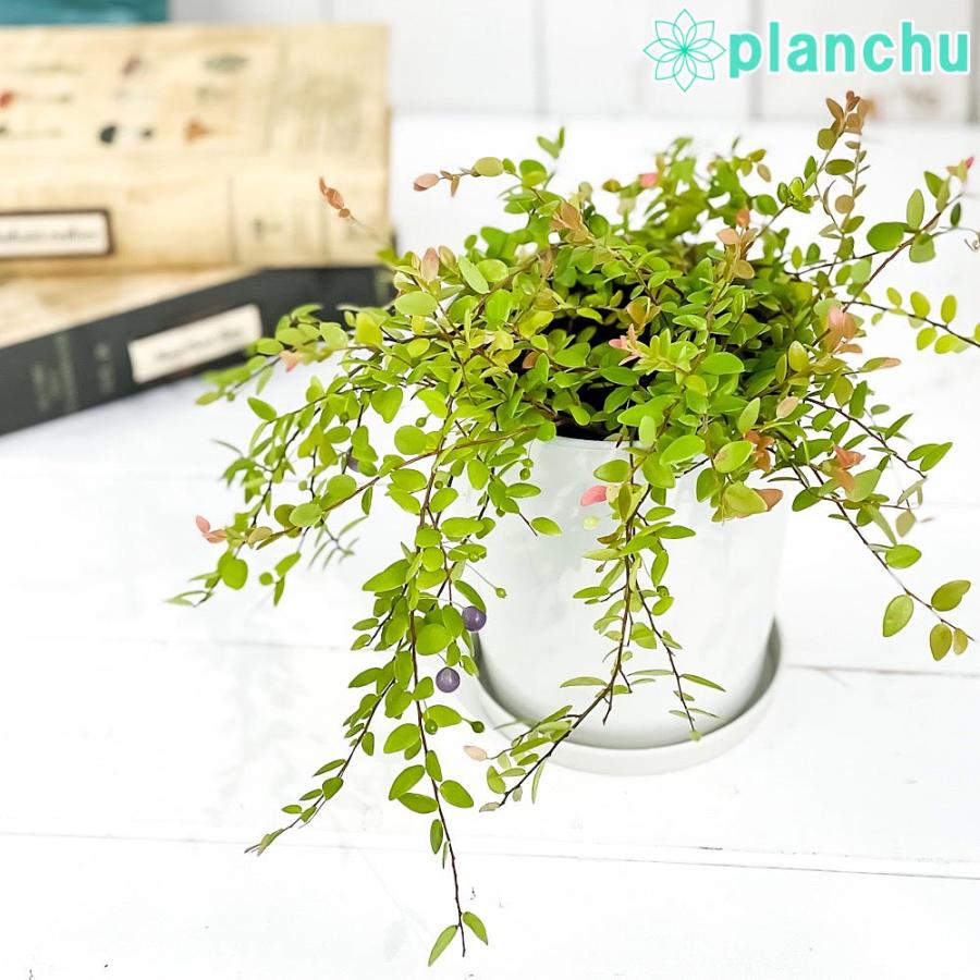 観葉植物 シンジュコケモモ 4号鉢 受け皿付き 育て方説明書付き Sphyrospermum Buxifolium 真珠コケモモ スフィロスペルムム 希少 レア 珍しい 0717 プランチュ Yahoo 店 通販 Yahoo ショッピング