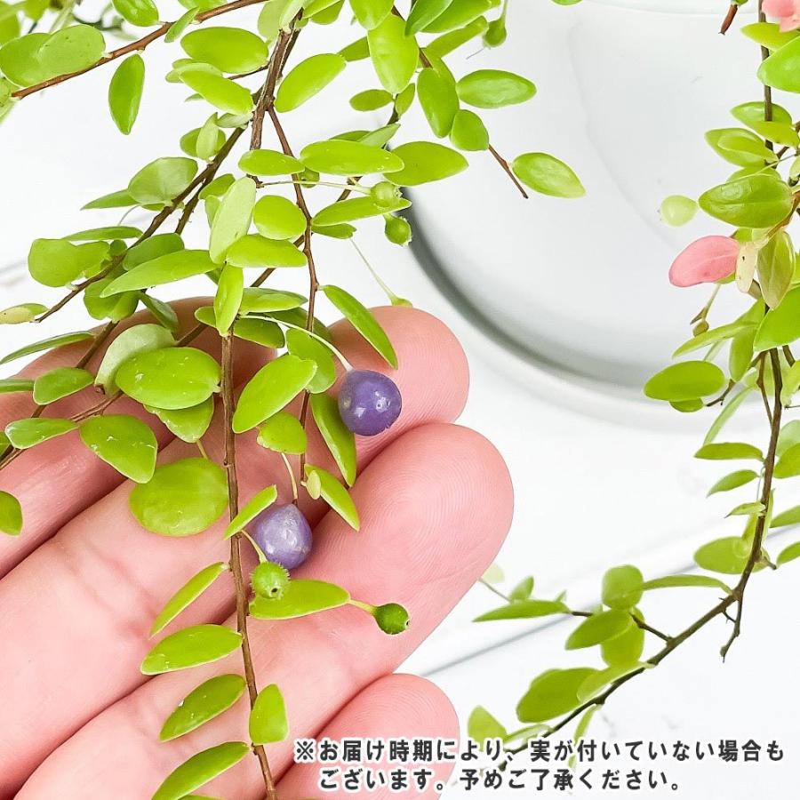 観葉植物 シンジュコケモモ 4号鉢 受け皿付き 育て方説明書付き Sphyrospermum Buxifolium 真珠コケモモ スフィロスペルムム 希少 レア 珍しい 0717 プランチュ Yahoo 店 通販 Yahoo ショッピング