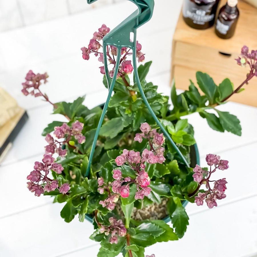 多肉植物 カランコエ ドリーq2 7号吊り鉢 育て方説明書付き Kalanchoe Cv 観葉植物 0724 プランチュ Yahoo 店 通販 Yahoo ショッピング
