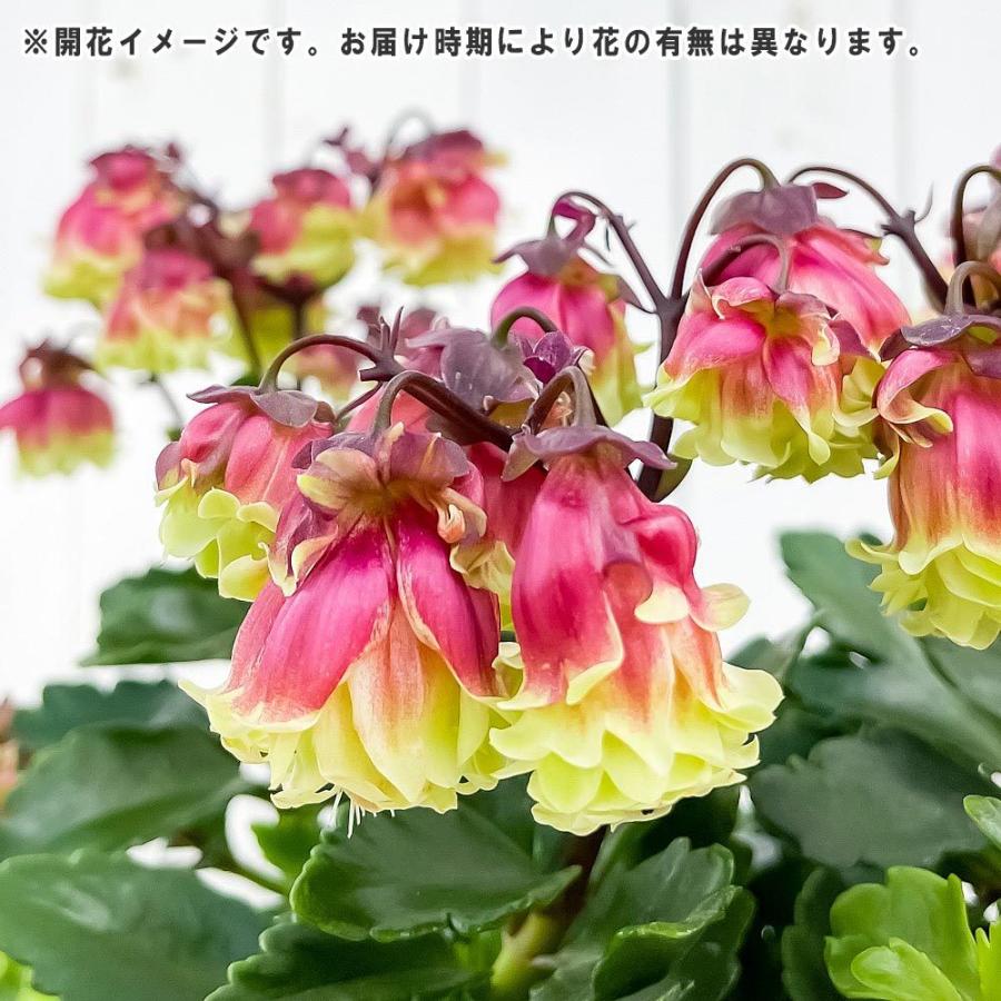 多肉植物 カランコエ ドリーq2 7号吊り鉢 育て方説明書付き Kalanchoe Cv 観葉植物 0724 プランチュ Yahoo 店 通販 Yahoo ショッピング