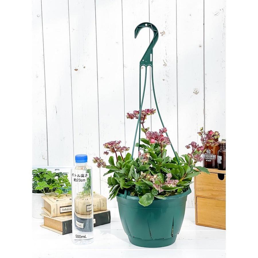 多肉植物 カランコエ ドリーq2 7号吊り鉢 育て方説明書付き Kalanchoe Cv 観葉植物 0724 プランチュ Yahoo 店 通販 Yahoo ショッピング