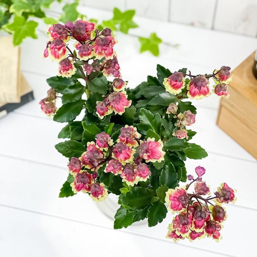 多肉植物 カランコエ ドリーq2 6号鉢 受け皿付き 育て方説明書付き Kalanchoe Cv 観葉植物 0725 プランチュ Yahoo 店 通販 Yahoo ショッピング