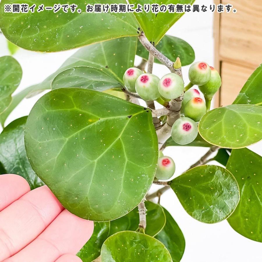 354円 Seasonal Wrap入荷 観葉植物 コバンボダイジュ フィカス デルトイデア 3 5号鉢 受け皿付き