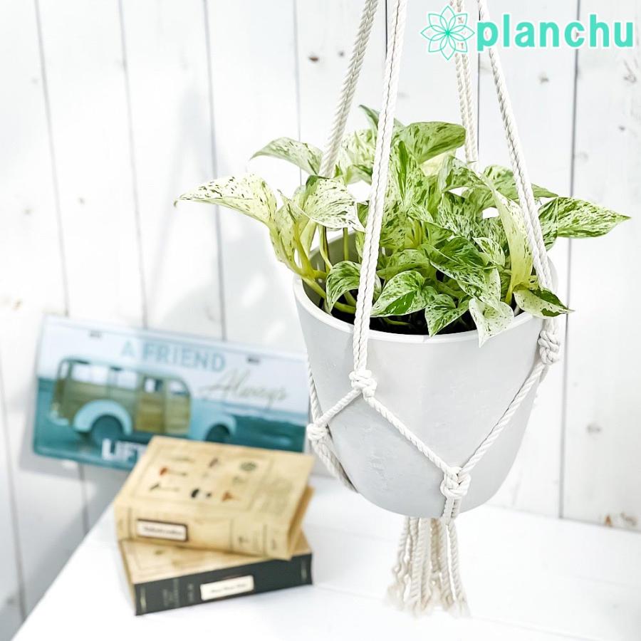 観葉植物 ポトス マーブルクイーン 5号鉢 樹脂製ハンギング鉢カバー付き 育て方説明書付き 0736 プランチュ Yahoo 店 通販 Yahoo ショッピング