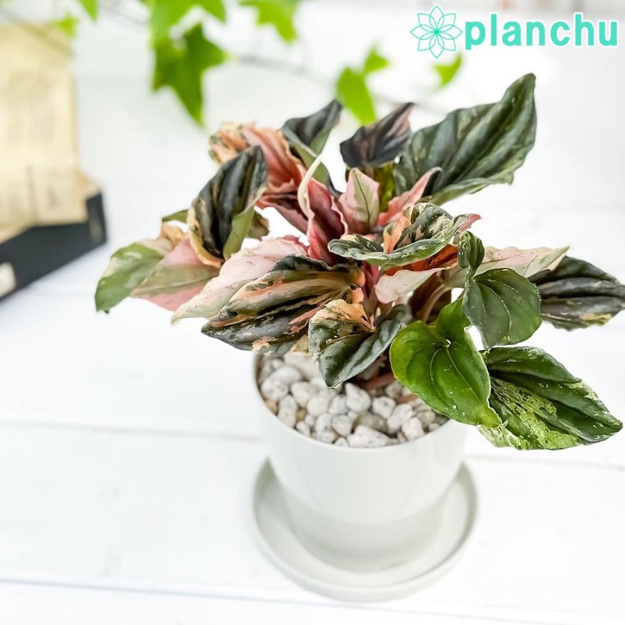 324円 57 以上節約 観葉植物 ペペロミア オブツシフォリア 斑入り 3 5号鉢 受け皿付き