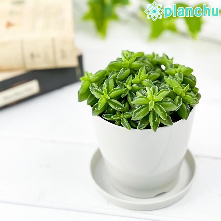 354円 代引不可 観葉植物 ペペロミア ニパドラ 3 5号鉢 受け皿付き 育て方説明書付き Peperomia Nivadra ニバドラ 希少 レア 珍しい