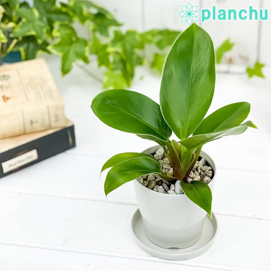 観葉植物 フィロデンドロン インペリアルグリーン 3 5号鉢 受け皿付き 育て方説明書付き Philodendron Imperial Green アロイド 0748 プランチュ Yahoo 店 通販 Yahoo ショッピング