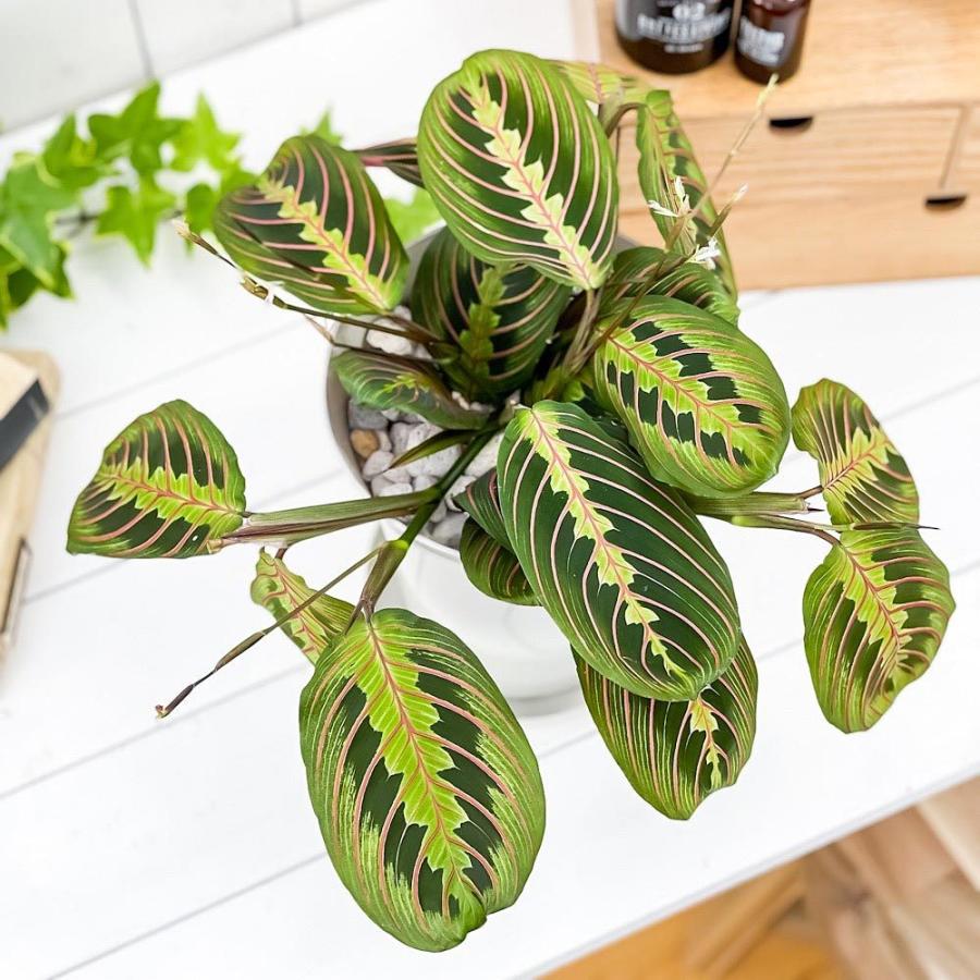 観葉植物 マランタ ボスタス 6号鉢 受け皿付き 育て方説明書付き Maranta Leuconeura Var Erythroneura レウコネウラ カラテア 希少 レア 珍しい 0752 プランチュ Yahoo 店 通販 Yahoo ショッピング