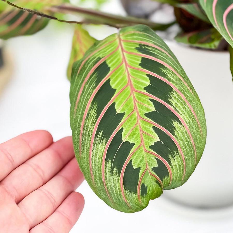 観葉植物 マランタ ボスタス 6号鉢 受け皿付き 育て方説明書付き Maranta Leuconeura Var Erythroneura レウコネウラ カラテア 希少 レア 珍しい 0752 プランチュ Yahoo 店 通販 Yahoo ショッピング