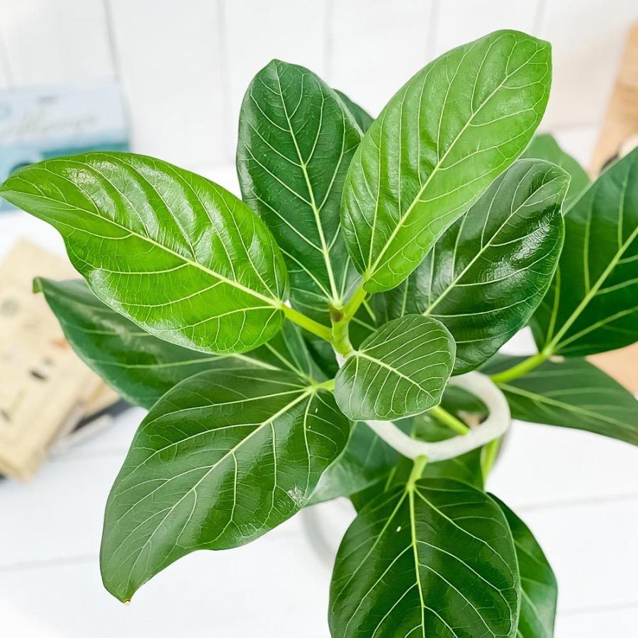 観葉植物 フィカス ベンガレンシス 曲がり 6号鉢 受け皿付き 育て方説明書付き Ficus Benghalensis ベンガルボダイジュ ゴムノキ レア 0753 プランチュ Yahoo 店 通販 Yahoo ショッピング