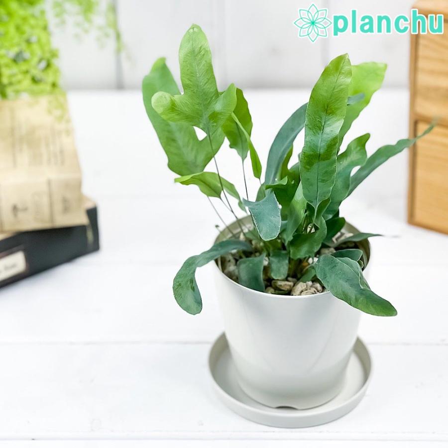 観葉植物 フレボディウム ブルースター 3 5号鉢 受け皿付き 育て方説明書付き Phlebodium Aureum Mandaianum シダ植物 希少 レア 珍しい 0772 プランチュ Yahoo 店 通販 Yahoo ショッピング