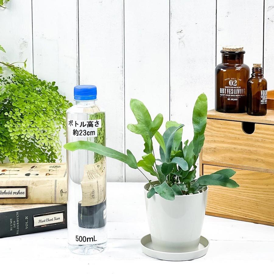 観葉植物 フレボディウム ブルースター 3 5号鉢 受け皿付き 育て方説明書付き Phlebodium Aureum Mandaianum シダ植物 希少 レア 珍しい 0772 プランチュ Yahoo 店 通販 Yahoo ショッピング