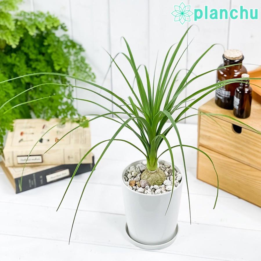 観葉植物 トックリラン 4号鉢 受け皿付き 育て方説明書付き Beaucarnea Recurvata ボーカルネア ノリナ ポニーテール 0791 プランチュ Yahoo 店 通販 Yahoo ショッピング