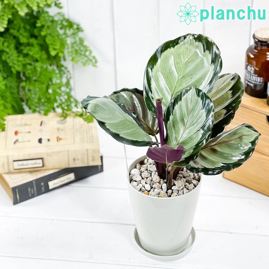 第1位獲得 観葉植物 カラテア ノーザンライト 4号鉢 受け皿付き 育て方説明書付き Calathea Cv 希少 レア 珍しい Aynaelda Com