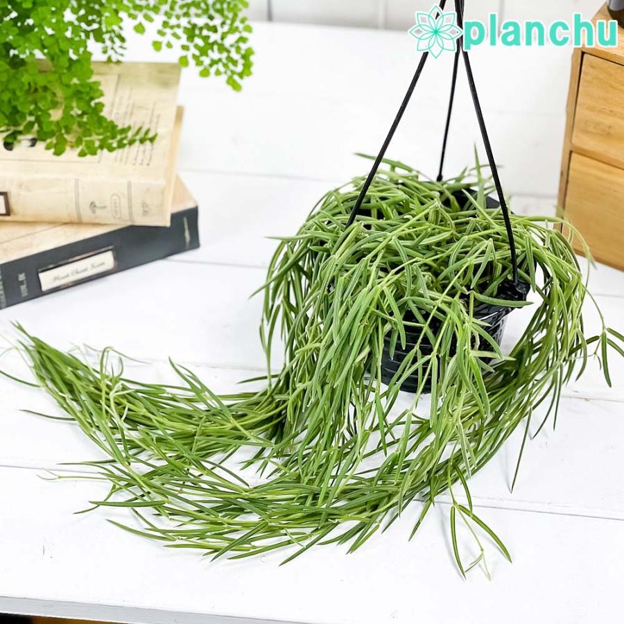 観葉植物 ホヤ リネアリス 4 5号吊り鉢 育て方説明書付き Hoya Linearis 多肉植物 ガガイモ サクララン 希少 レア 珍しい 0803 プランチュ Yahoo 店 通販 Yahoo ショッピング