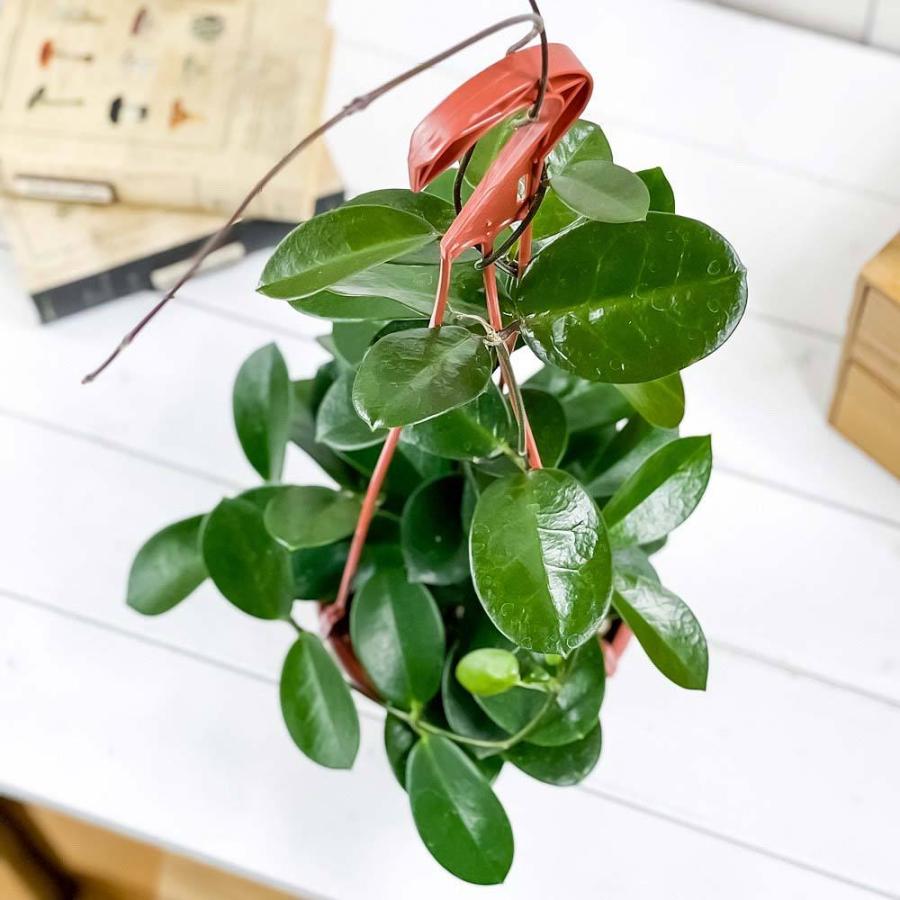 観葉植物 ホヤ オーストラリス 5号吊り鉢 育て方説明書付き Hoya Australis 多肉植物 ガガイモ サクララン アウストラリス 希少 レア 珍しい 0804 プランチュ Yahoo 店 通販 Yahoo ショッピング