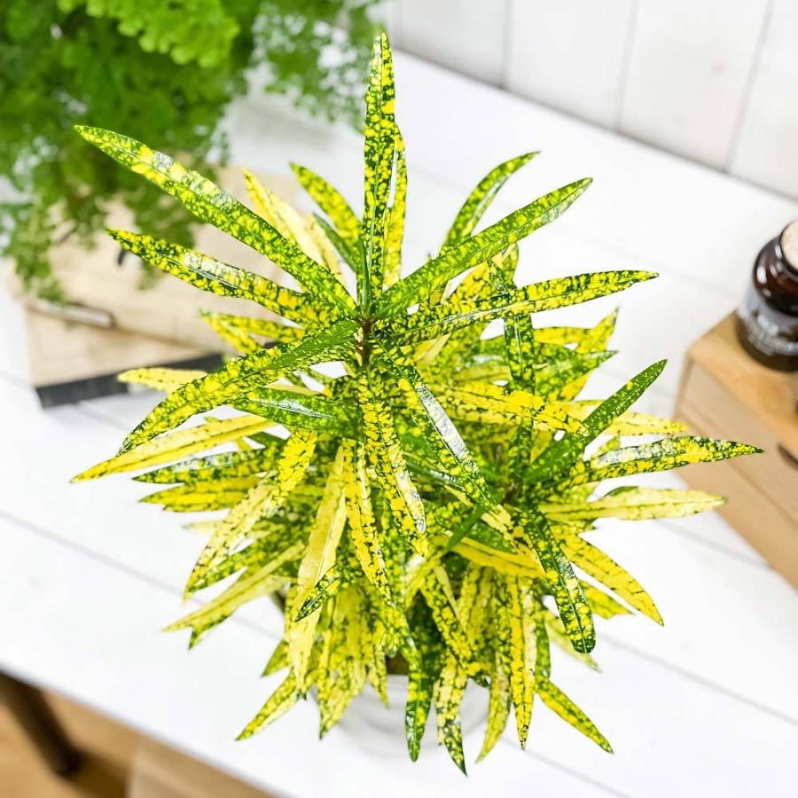 観葉植物 クロトン リュウセイ 6号鉢 受け皿付き 育て方説明書付き Codiaeum Variegatum Cv ヘンヨウボク 変葉木 流星 0806 プランチュ Yahoo 店 通販 Yahoo ショッピング