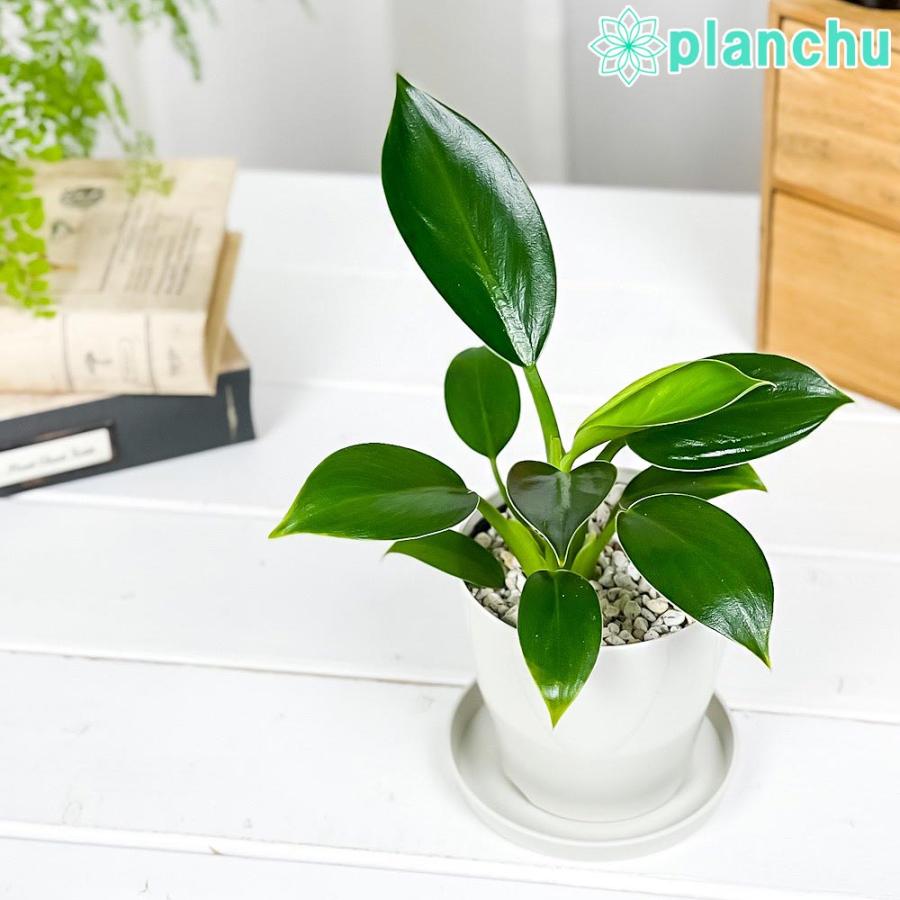 観葉植物 フィロデンドロン グリーンプリンセス 3 5号鉢 受け皿付き 育て方説明書付き Philodendron Green Princess アロイド 0814 プランチュ Yahoo 店 通販 Yahoo ショッピング