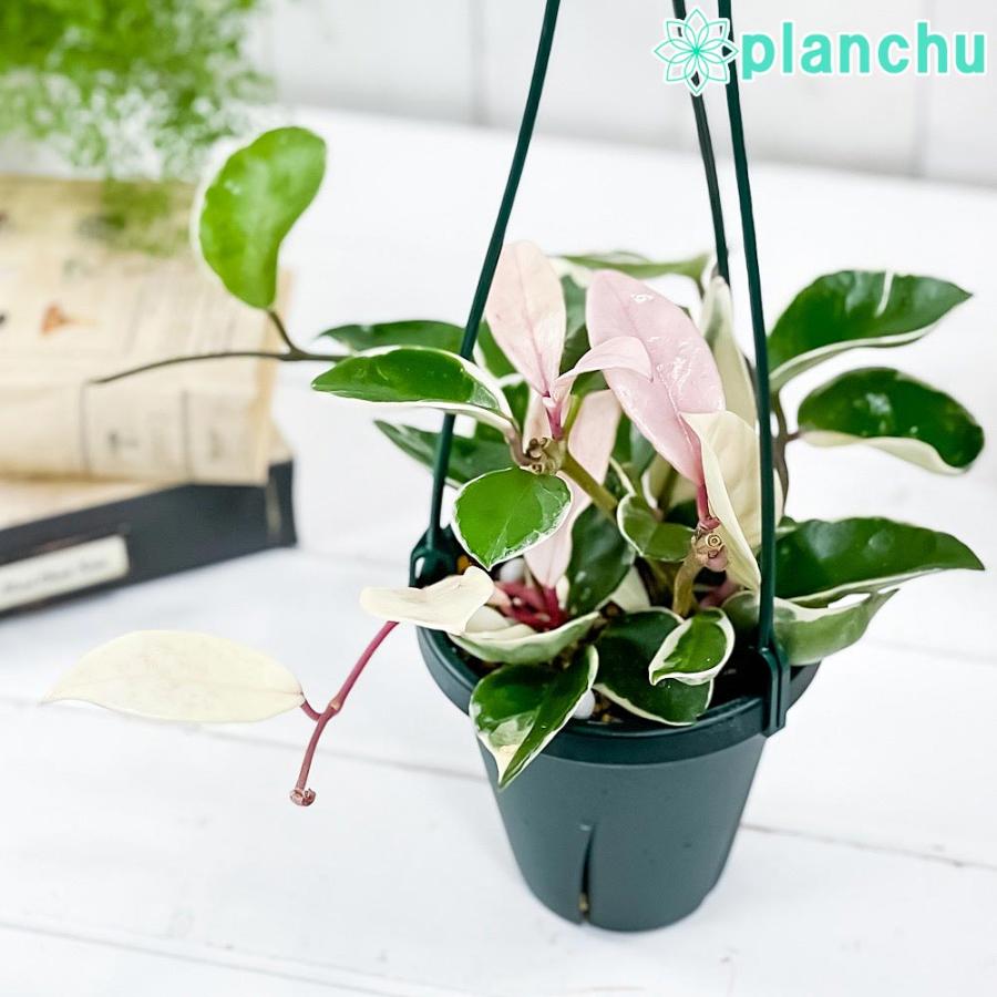 観葉植物 ホヤ カルノーサ リップカラー 4号吊り鉢 育て方説明書付き Hoya Carnosa Lip Color ガガイモ サクララン 桜蘭 希少 レア 珍しい 0844 プランチュ Yahoo 店 通販 Yahoo ショッピング