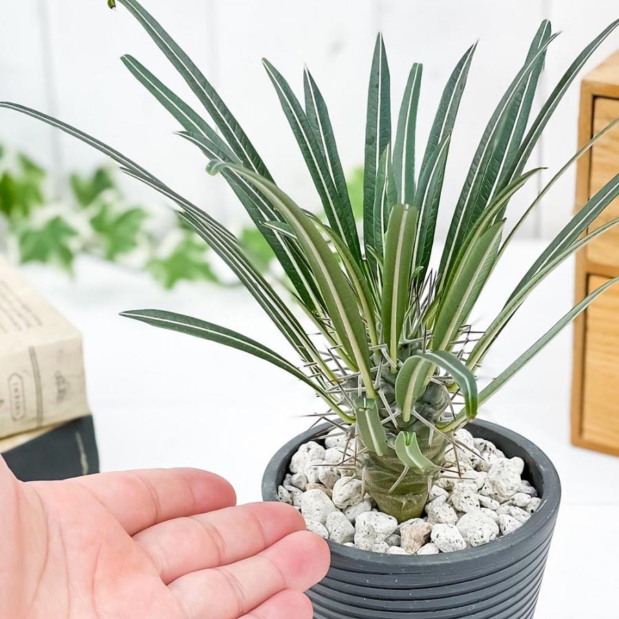 観葉植物 パキポディウム ゲアイー 3号樹脂鉢 ダークグレー サスティー付き 受け皿付き 育て方説明書付き Pachypodium Geayi コーデックス 塊根植物 多肉植物 0853 プランチュ Yahoo 店 通販 Yahoo ショッピング