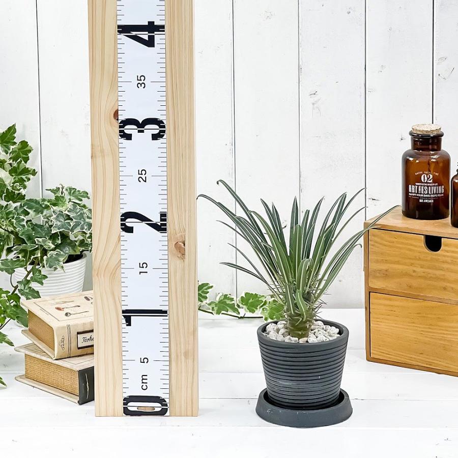 観葉植物 パキポディウム ゲアイー 3号樹脂鉢 ダークグレー サスティー付き 受け皿付き 育て方説明書付き Pachypodium Geayi コーデックス 塊根植物 多肉植物 0853 プランチュ Yahoo 店 通販 Yahoo ショッピング