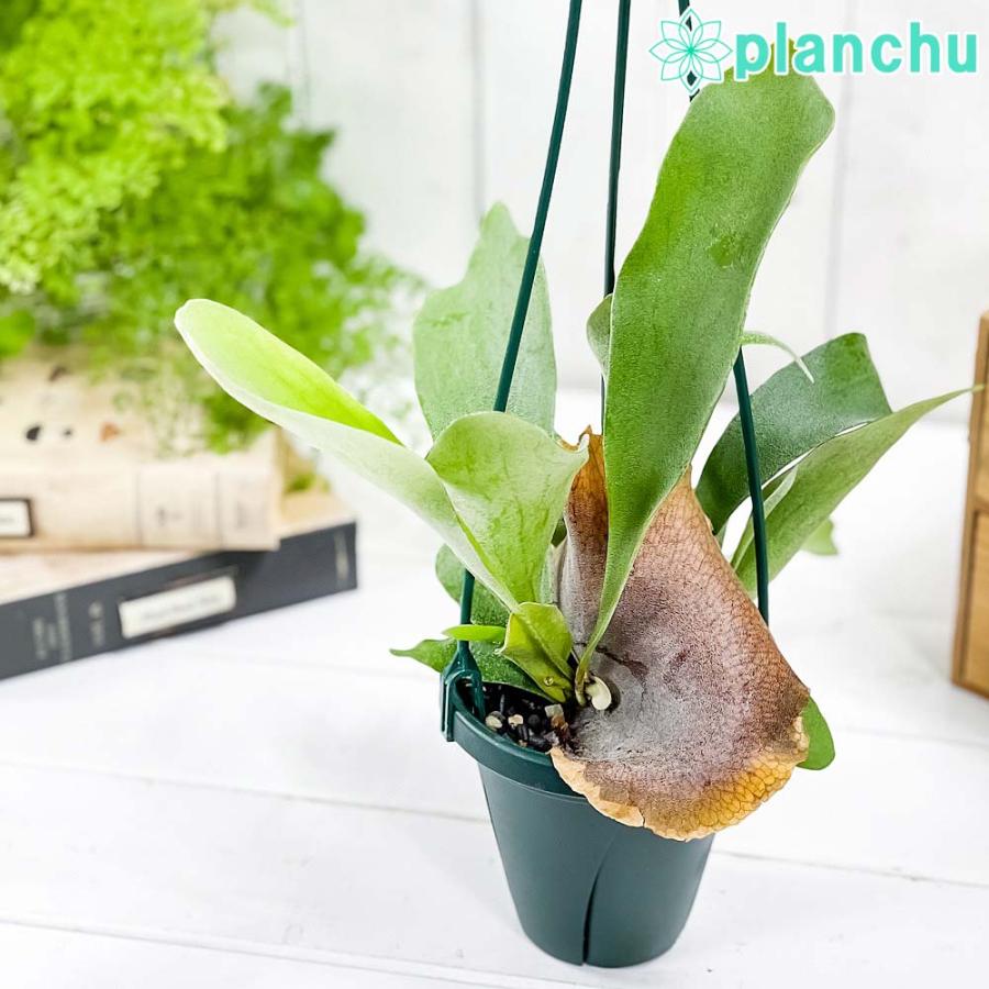 観葉植物 ビカクシダ アルキコルネ 4号吊り鉢 育て方説明書付き Platycerium Alcicorne アルシコルネ プラティケリウム コウモリラン シダ 03 プランチュ Yahoo 店 通販 Yahoo ショッピング