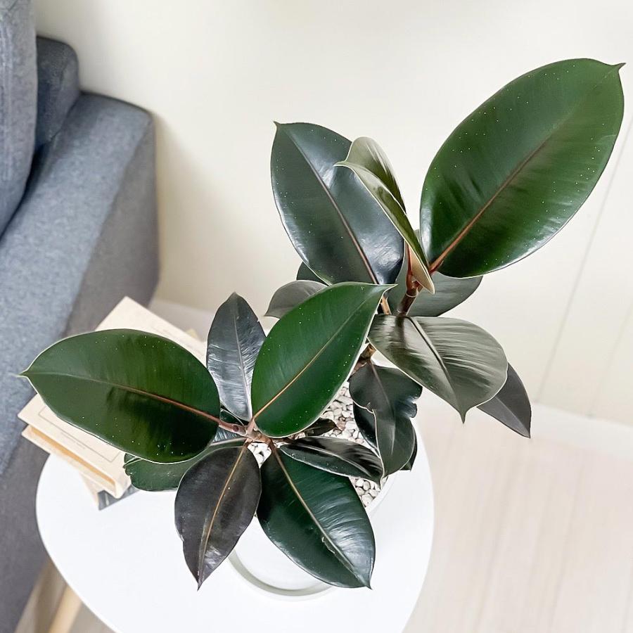 観葉植物 フィカス バーガンディ 6号鉢 受け皿付き 育て方説明書付き Ficus elastica ‘Burgundy’ ゴムノキ ゴムの木 インドゴムノキ｜planchu｜02