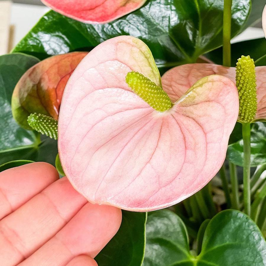 PLANCHU 観葉植物 アンスリウム スピリット 6号鉢 受け皿付き 育て方説明書付き Anthurium ‘Spirit’ アンスリューム 鉢｜planchu｜04