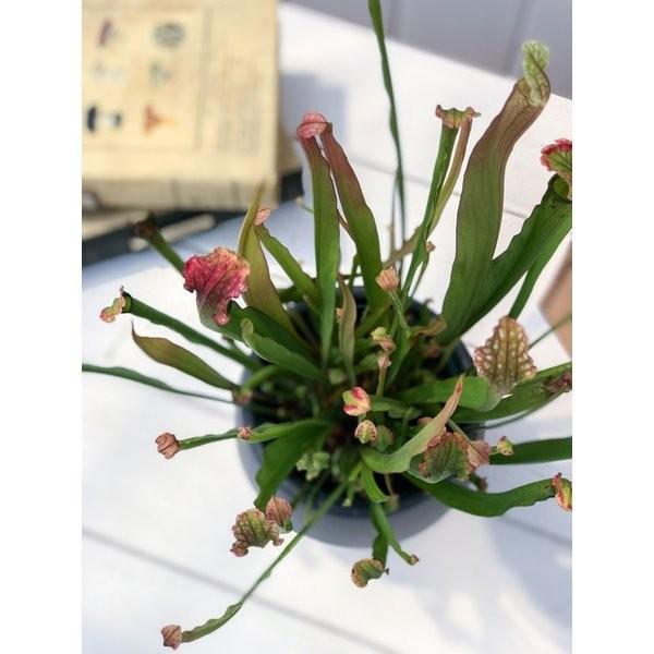食虫植物 サラセニア ステベンシー 4 5号鉢 Sarracenia Stevensii プランチュ Yahoo 店 通販 Yahoo ショッピング