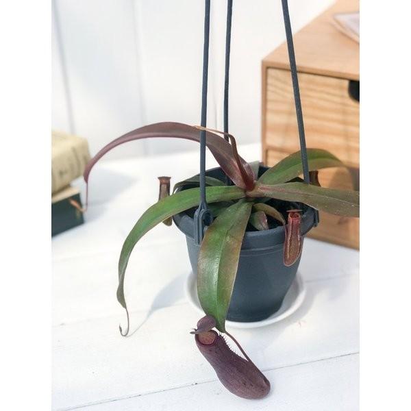 食虫植物 ウツボカズラ ネペンテス サンギネア 3.5号吊り鉢 Nepenthes sanguinea｜planchu｜02