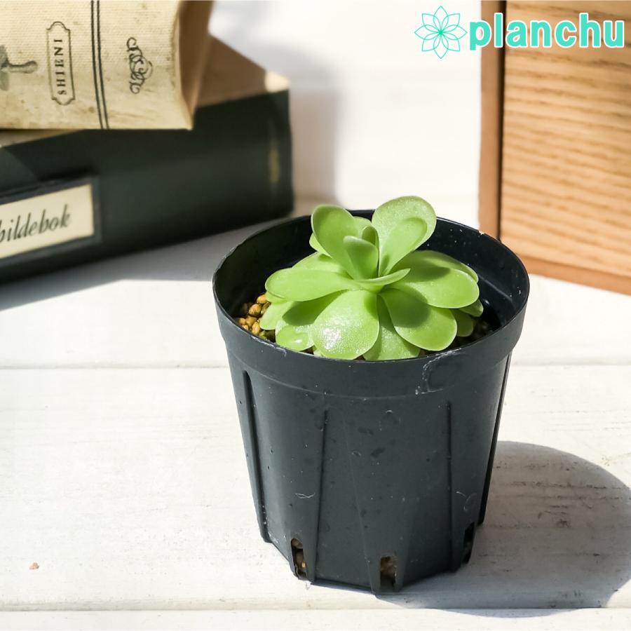 食虫植物 ムシトリスミレ ピンギキュラ 福丸 2号鉢 Pinguicula Agnata Colimensis プランチュ Yahoo 店 通販 Yahoo ショッピング