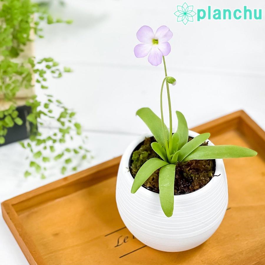 食虫植物 ムシトリスミレ ピンギキュラ モクテズマエ ピロサ 3号丸鉢 受け皿付き 育て方説明書付き Pinguicula Moctezumae Pilosa 希少 レア 珍しい プランチュ Yahoo 店 通販 Yahoo ショッピング