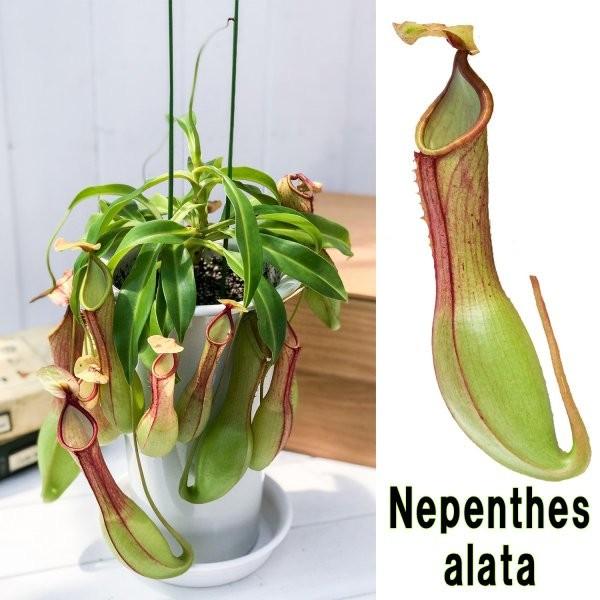 食虫植物 ウツボカズラ ネペンテス アラタ アカ 5号鉢 Nepenthes Alata 育て方説明書付き アラータ プランチュ Yahoo 店 通販 Yahoo ショッピング