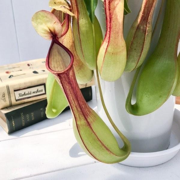 食虫植物 ウツボカズラ ネペンテス アラタ アカ 5号鉢 Nepenthes Alata 育て方説明書付き アラータ プランチュ Yahoo 店 通販 Yahoo ショッピング
