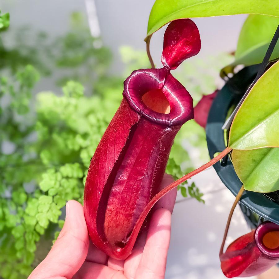 食虫植物 ウツボカズラ ネペンテス レディラック 5号吊り鉢 育て方説明書付き Nepenthes Lady Luck プランチュ Yahoo 店 通販 Yahoo ショッピング