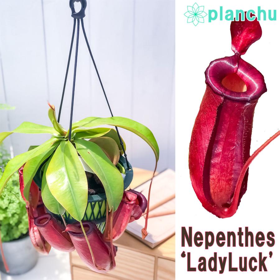 食虫植物 ネペンテス レディラック 5号吊り鉢 育て方説明書付き Nepenthes ‘Lady Luck’ ウツボカズラ｜planchu｜02