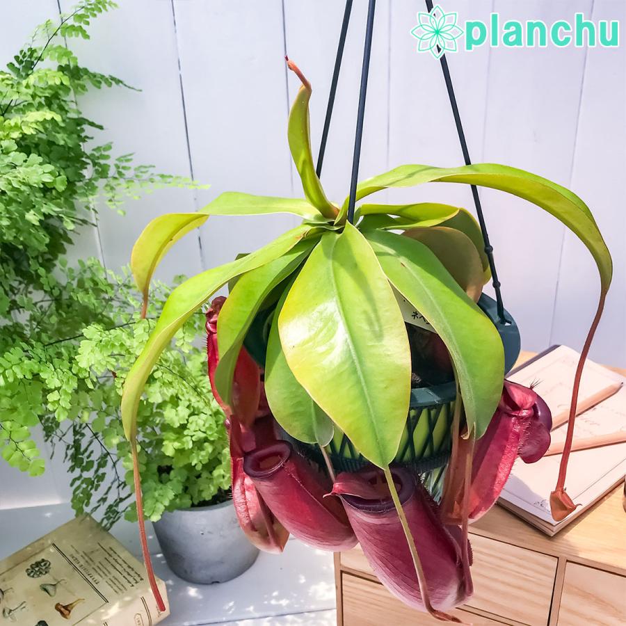 食虫植物 ネペンテス レディラック 5号吊り鉢 育て方説明書付き Nepenthes ‘Lady Luck’ ウツボカズラ｜planchu｜03