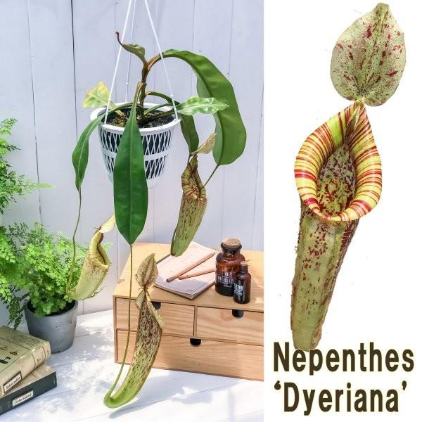 食虫植物 ウツボカズラ ネペンテス ダイエリアナ 5号吊り鉢 育て方説明書付き Nepenthes Dyeriana ダイエリアーナ プランチュ Yahoo 店 通販 Yahoo ショッピング
