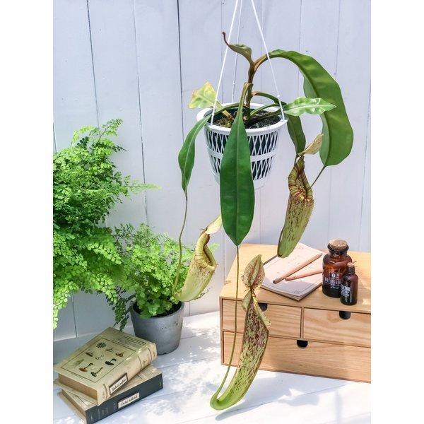 食虫植物 ウツボカズラ ネペンテス ダイエリアナ 5号吊り鉢 育て方説明書付き Nepenthes Dyeriana ダイエリアーナ プランチュ Yahoo 店 通販 Yahoo ショッピング