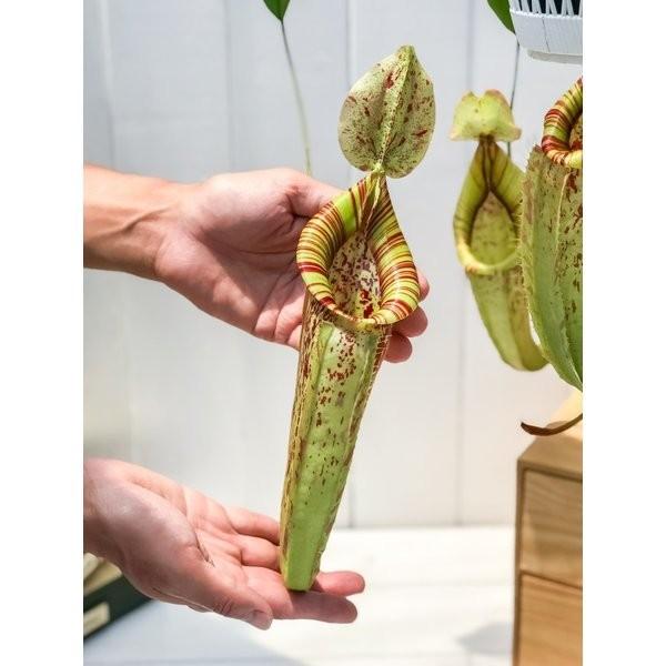 食虫植物 ウツボカズラ ネペンテス ダイエリアナ 5号吊り鉢 育て方説明書付き Nepenthes Dyeriana ダイエリアーナ プランチュ Yahoo 店 通販 Yahoo ショッピング