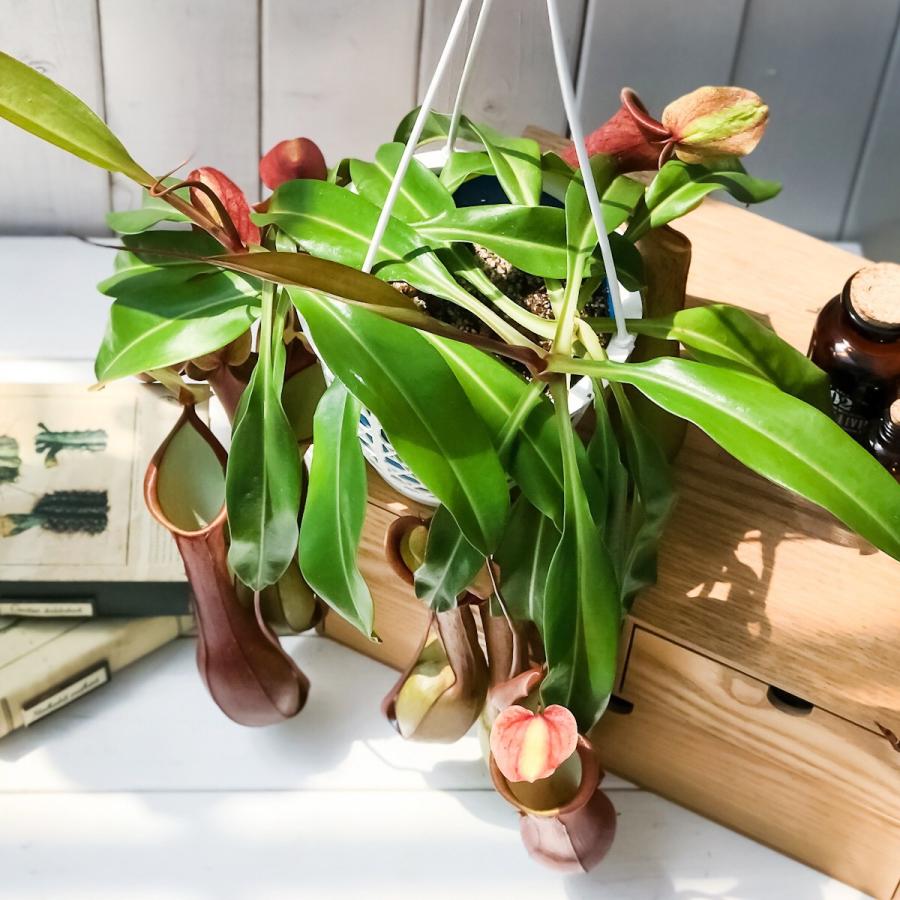 食虫植物 ウツボカズラ ネペンテス アラタ アカネ 5号吊り鉢 Nepenthes Alata 育て方説明書付き 狂氣令嬢 茜 アラータ プランチュ Yahoo 店 通販 Yahoo ショッピング