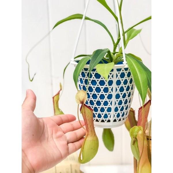 食虫植物 ウツボカズラ ネペンテス アラタ アオ 4号吊り鉢 Nepenthes Alata 育て方説明書付き アラータ プランチュ Yahoo 店 通販 Yahoo ショッピング