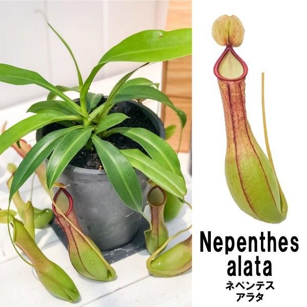 食虫植物 ウツボカズラ ネペンテス アラタ アオ 樹脂ポット植え Nepenthes Alata 育て方説明書付き アラータ プランチュ Yahoo 店 通販 Yahoo ショッピング