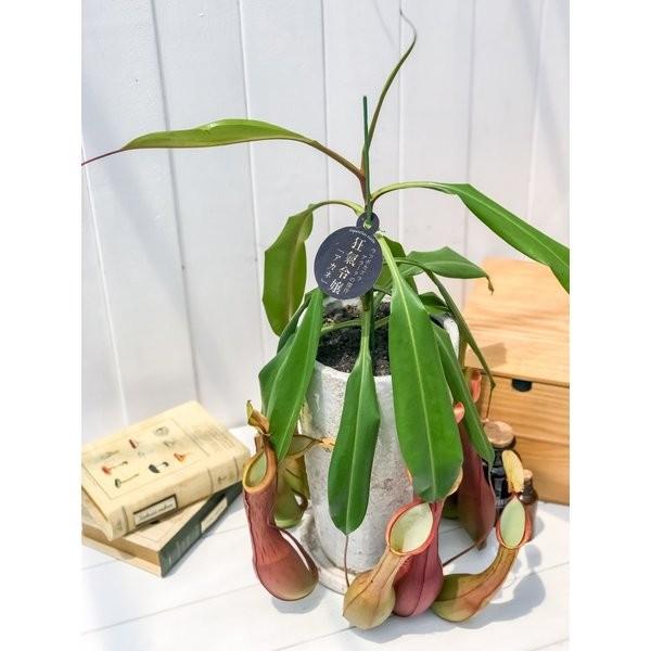 食虫植物 ウツボカズラ ネペンテス アラタ アカネ 陶器鉢植え 受け皿付き 育て方説明書付き アラータ プランチュ Yahoo 店 通販 Yahoo ショッピング