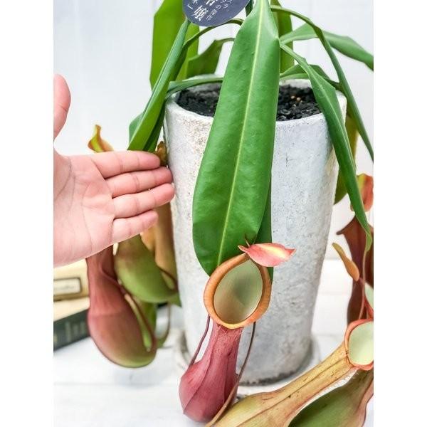 食虫植物 ウツボカズラ ネペンテス アラタ アカネ 陶器鉢植え 受け皿付き 育て方説明書付き アラータ プランチュ Yahoo 店 通販 Yahoo ショッピング