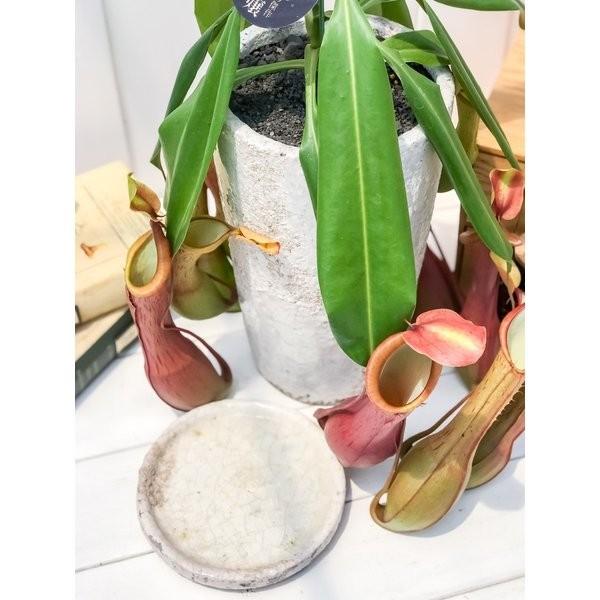 食虫植物 ウツボカズラ ネペンテス アラタ アカネ 陶器鉢植え 受け皿付き 育て方説明書付き アラータ プランチュ Yahoo 店 通販 Yahoo ショッピング