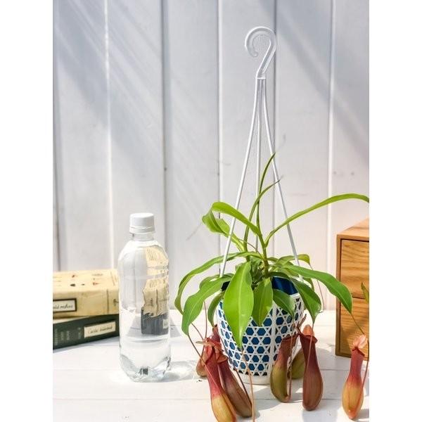食虫植物 ウツボカズラ ネペンテス アラタ アカ 4号吊り鉢 Nepenthes Alata 育て方説明書付き アラータ プランチュ Yahoo 店 通販 Yahoo ショッピング